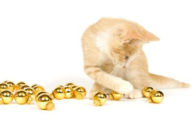 10 Cat Essentials Every First-Time Owner Needs