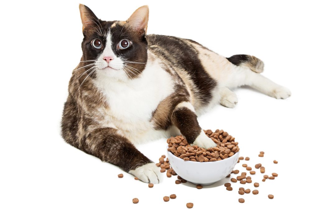The 10 Best Cat Foods for Overweight Cats