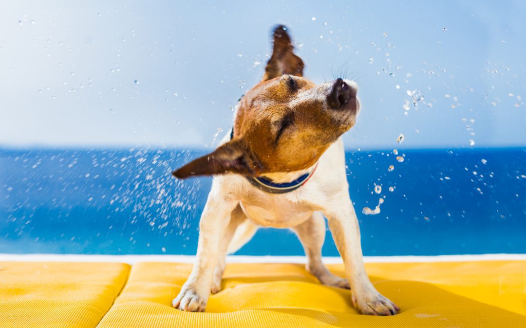 What Are the Top 10 Pet Shampoos & Conditioners for a Healthy Coat?