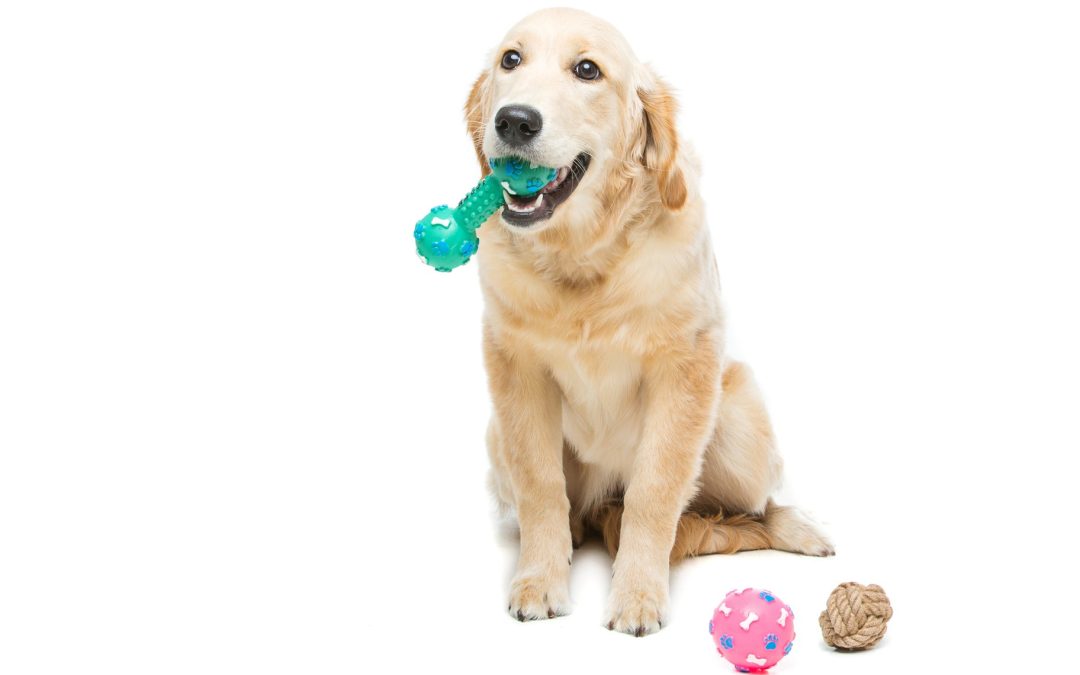 Top 10 Most Popular Dog Toys