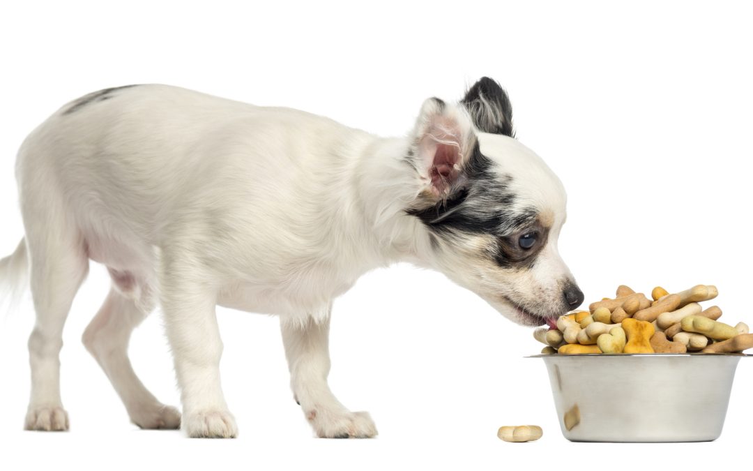 What Are The Top 10 Healthy Dog Foods For Small Dogs?