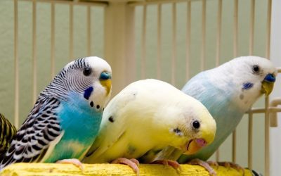 Top 5 Bestselling Cages For Parakeets