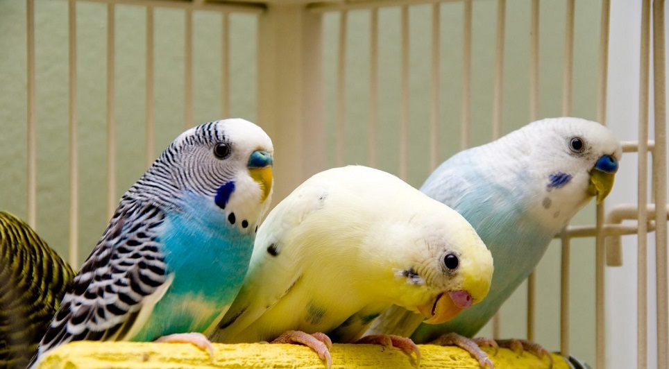 Top 5 Bestselling Cages For Parakeets