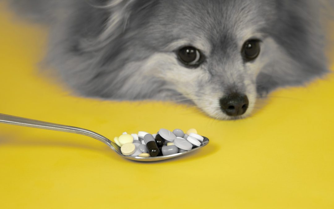 5 Common Antibiotics Every Dog Parent Should Know About