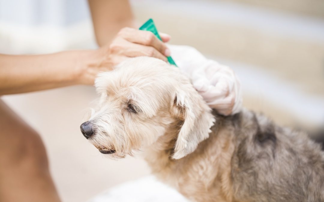 Flea & Tick Prevention: The Top 5 Brands