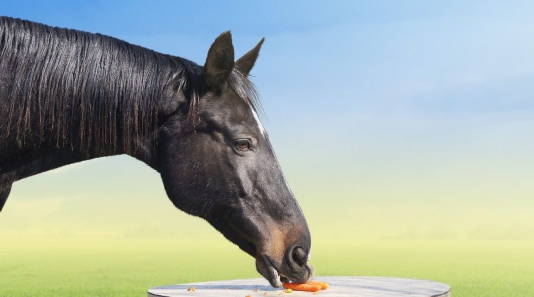Top 5 Tasty Treats For Horses