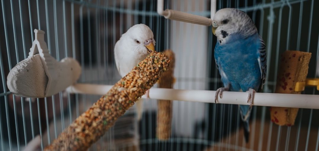 Top 10 Bestselling Bird Foods for Parakeets