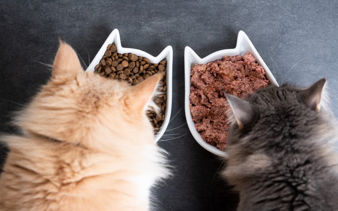 Top Ten Wet Cat Food Options for Optimal Nutrition