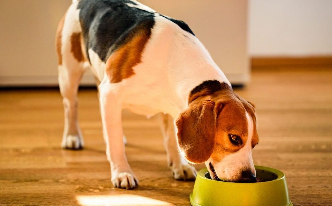 Top Ten Wet Dog Food Options for Optimal Nutrition