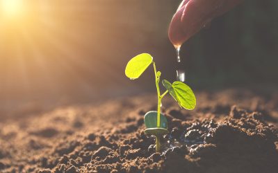 Get the Lush Lawn Look: Lawn Care Must-Haves for a Greener Yard