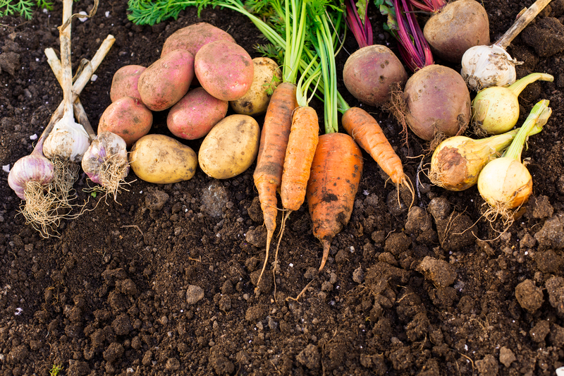 What to Plant and When: The Vegetable Edition