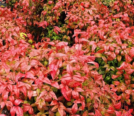 masterchef-3pc-bamboo-cutting-board-set-with-juice-grooves-essential-collection