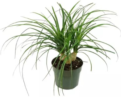 ponytail-palm-1pc-national-plant-network
