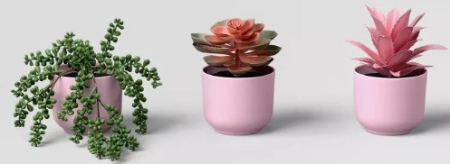 succulent-multipack-plant-pink-room-essentials-8482