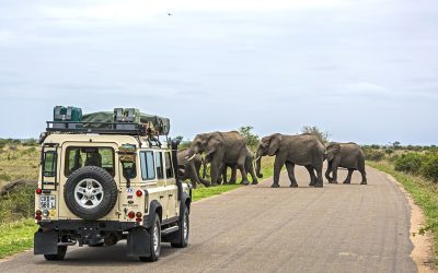 Wild at Heart: The Best 5 Safari Experiences on Earth