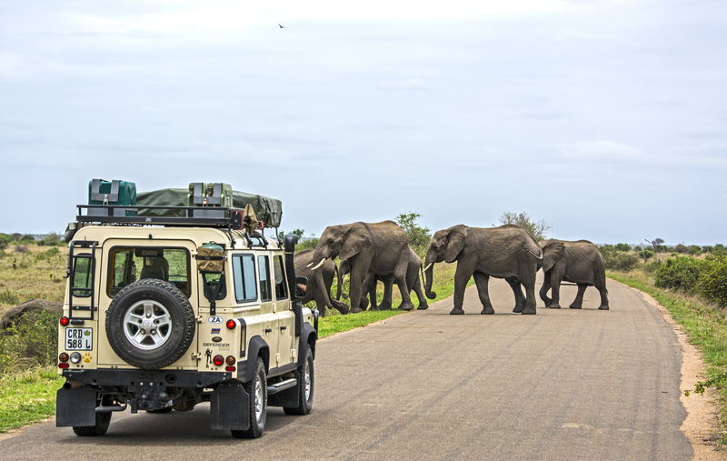Wild at Heart: The Best 5 Safari Experiences on Earth
